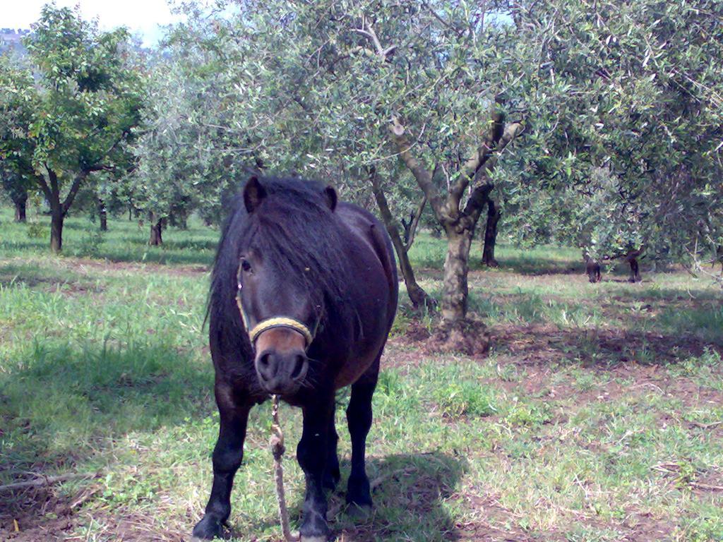 Agriturismo Frantoio Mafrica Limbadi Eksteriør bilde